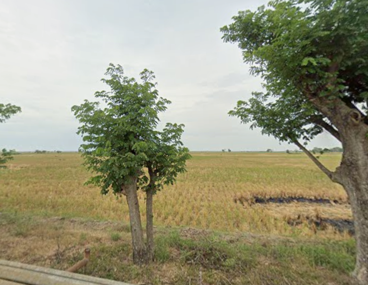 Persawahan Desa Curug